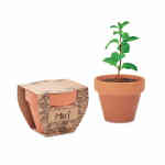 MINT POT Sjemenke metvice u loncu od terakote