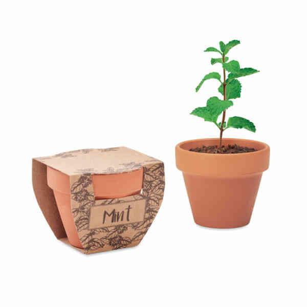 MINT POT Sjemenke metvice u loncu od terakote